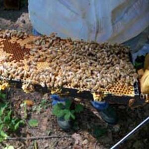 Early Autumn in the Beeyard – Preparing for Winter! Image